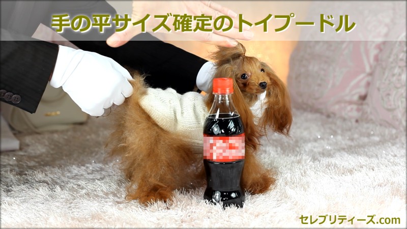 トイプードル タレント犬＆モデル犬【Chuchu】