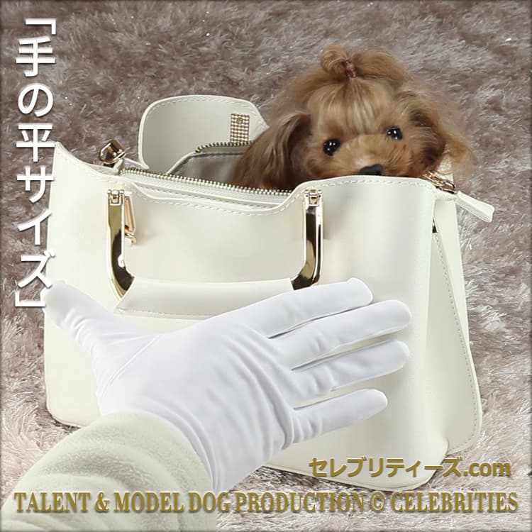トイプードル　タレント犬＆モデル犬 クラリス　「手の平サイズ」　TALENT & MODEL DOG PRODUCTION © CELEBRITIES　セレブリティーズ.com