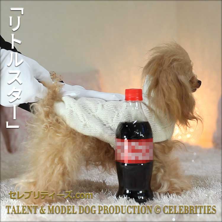 トイプードル　タレント犬＆モデル犬 クリスティン　「リトルスター」　TALENT & MODEL DOG PRODUCTION © CELEBRITIES　セレブリティーズ.com