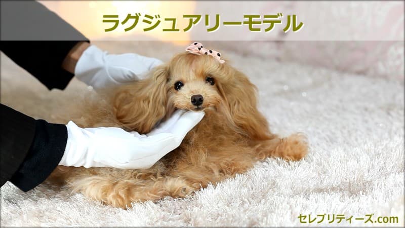 トイプードル タレント犬＆モデル犬【Christin】