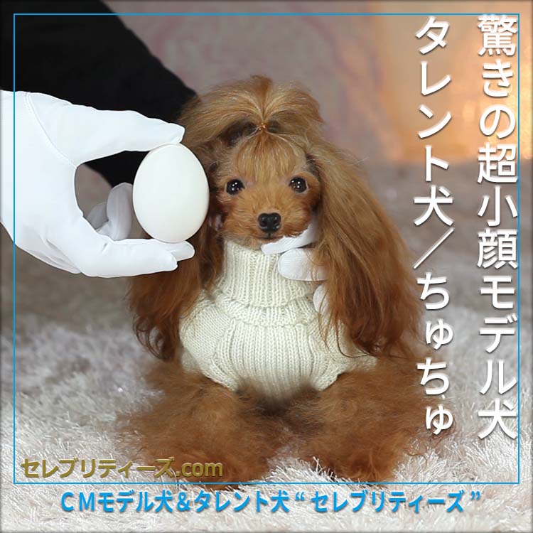 トイプードル ＣＭモデル犬＆タレント犬【ちゅちゅ】　驚きの超小顔モデル犬　タレント犬／ちゅちゅ　ＣＭモデル犬＆タレント犬“セレブリティーズ”　セレブリティーズ.com