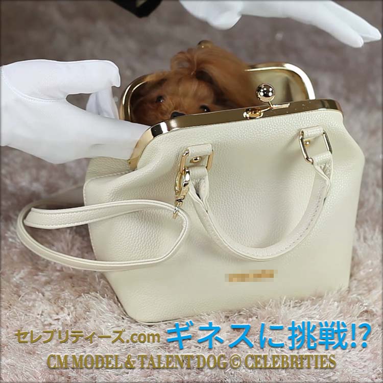 トイプードル ＣＭモデル犬＆タレント犬【ちゅちゅ】　ギネスに挑戦⁉　CM MODEL & TALENT DOG © CELEBRITIES　セレブリティーズ.com