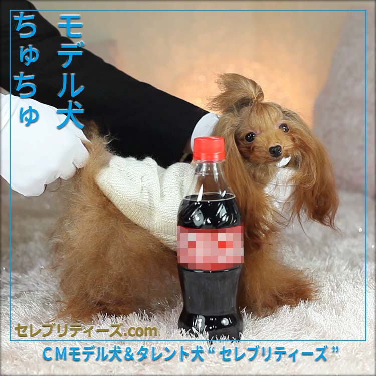 トイプードル ＣＭモデル犬＆タレント犬【ちゅちゅ】　モデル犬　ちゅちゅ　ＣＭモデル犬＆タレント犬“セレブリティーズ”　セレブリティーズ.com