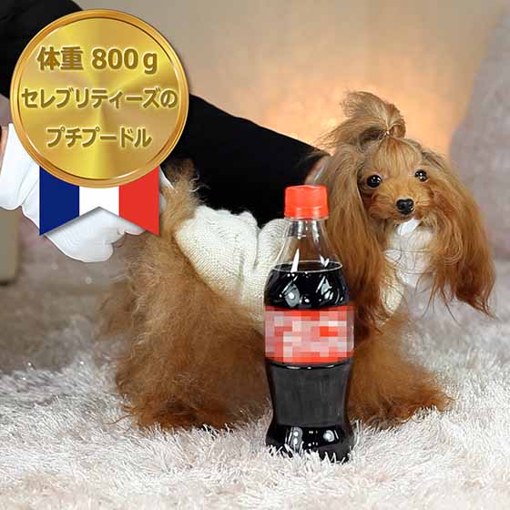 マイクロティーカッププードル レッドの女の子【ちゅちゅ】