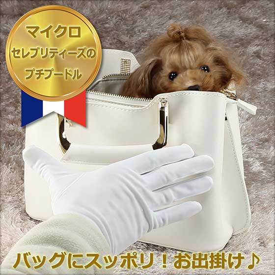 マイクロティーカッププードル レッドの女の子【クラリス】