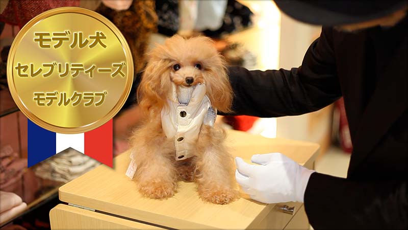 トイプードル ＣＭモデル犬＆タレント犬【クリスティン】