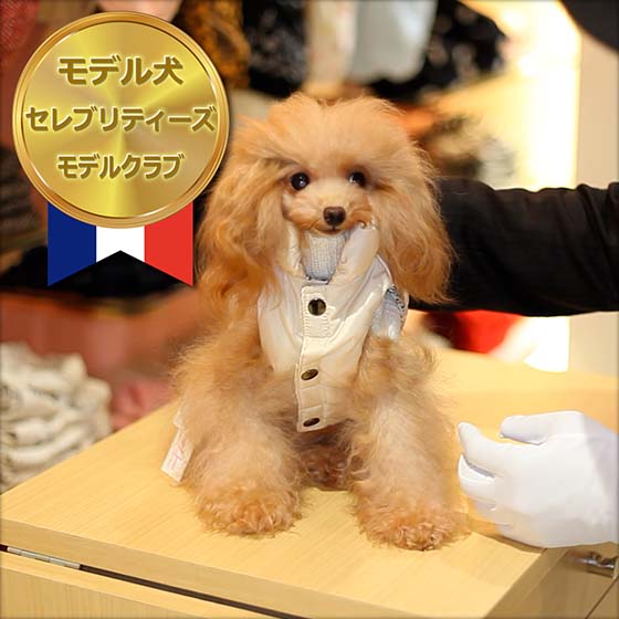 トイプードル ＣＭモデル犬＆タレント犬【クリスティン】