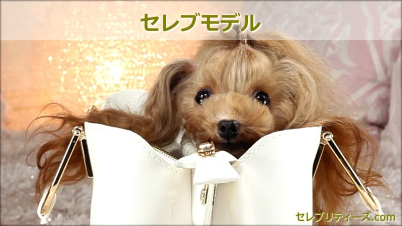 トイプードル タレント犬＆モデル犬【Claris】