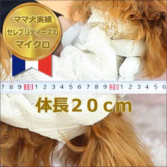 【ママ犬実績映像】マイクロティーカッププードル確定犬/アリシア