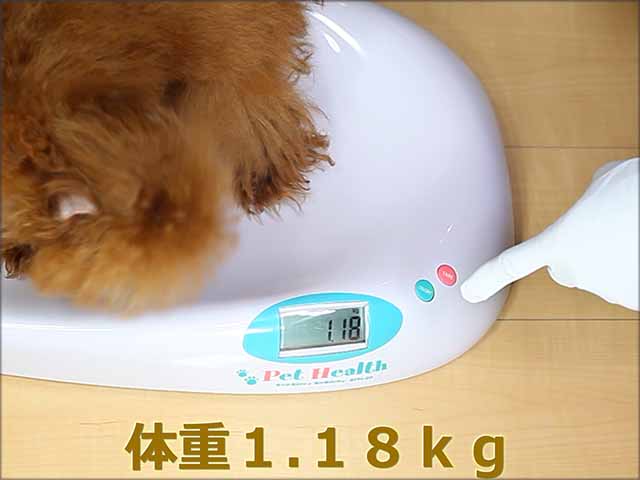【ママ犬実績映像】マイクロティーカッププードル確定犬/アリシア