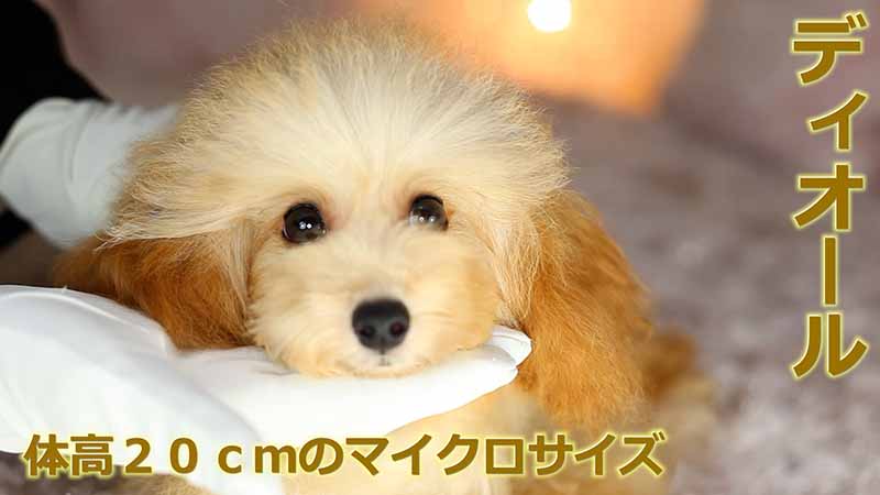 体重測定する場面を実際に撮影して、ママ犬【ディオール】が体重１.４ｋｇ台のマイクロティーカッププードル確定犬である事を証明する為に、その様子を写した映像を動画で公開しています。