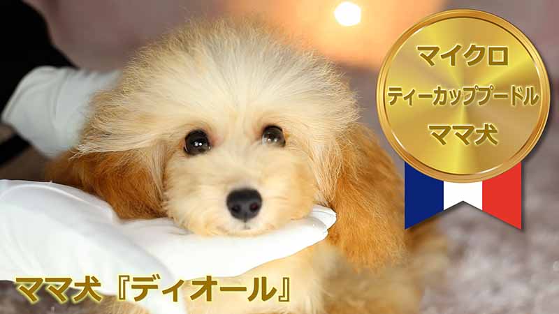 【ママ犬実績映像】マイクロティーカッププードル確定犬／ディオール