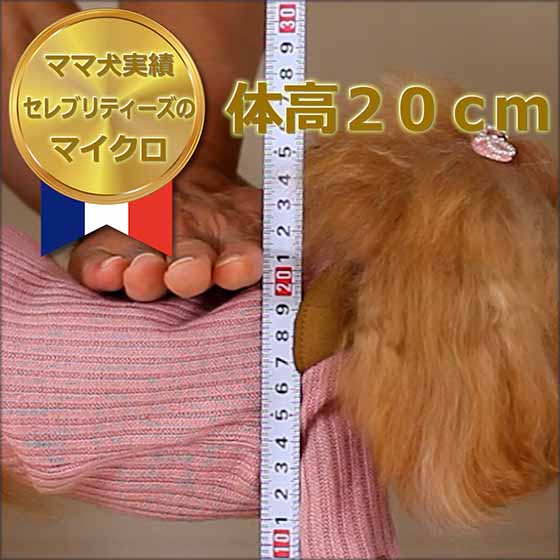 【ママ犬実績映像】マイクロティーカッププードル確定犬/ジュリアン