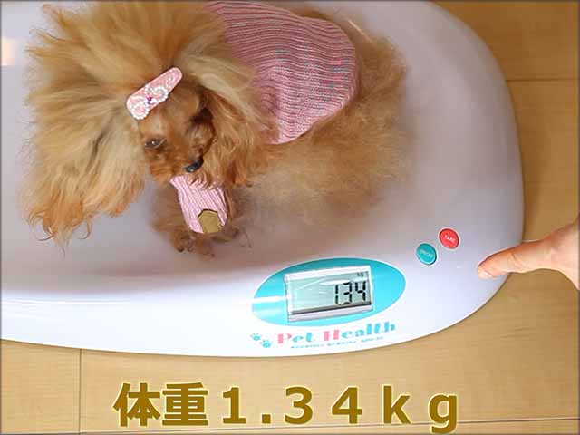 【ママ犬実績映像】マイクロティーカッププードル確定犬/ジュリアン