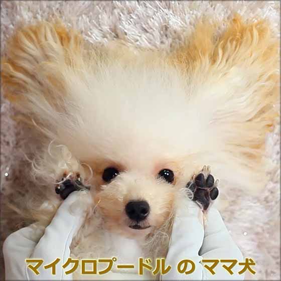 【ママ犬実績映像】マイクロティーカッププードル確定犬/ミルク