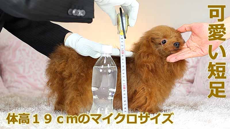 体高を測定する場面を実際に撮影して、ママ犬【パリス】が体高１９ｃｍのマイクロティーカッププードル確定犬である事を証明する為に、その様子を写した映像を動画で公開しています。