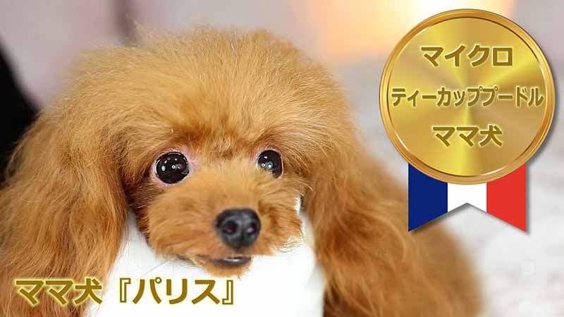 【ママ犬実績映像】マイクロティーカッププードル確定犬／パリス