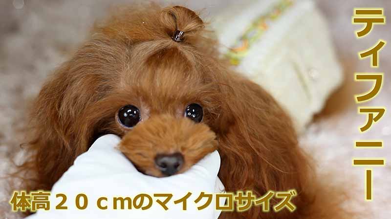体重測定する場面を実際に撮影して、ママ犬【ティファニー】が体重１.４ｋｇ台のマイクロティーカッププードル確定犬である事を証明する為に、その様子を写した映像を動画で公開しています。