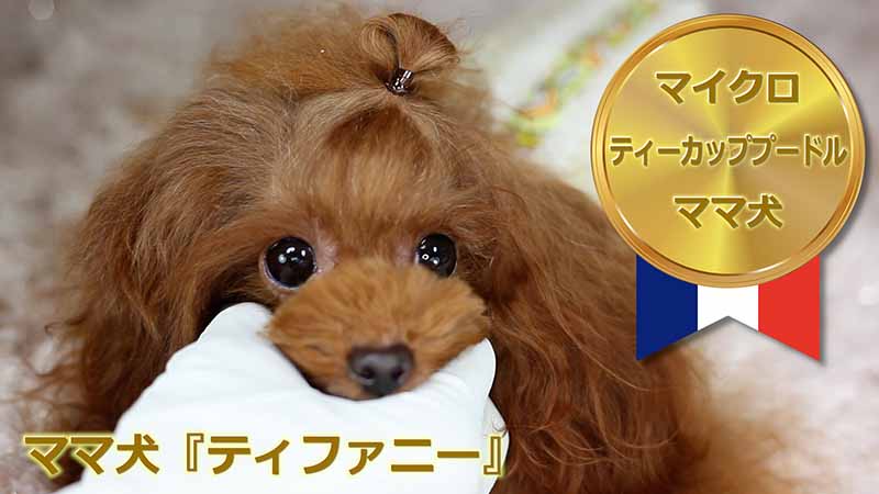【ママ犬実績映像】マイクロティーカッププードル確定犬／ティファニー