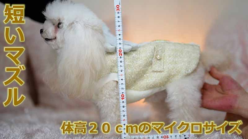 体高を測定する場面を実際に撮影して、ママ犬【ヴィーナス】が体高２０ｃｍのマイクロティーカッププードル確定犬である事を証明する為に、その様子を写した映像を動画で公開しています。