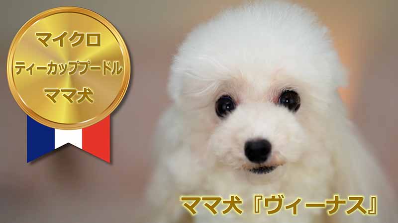 【ママ犬実績映像】マイクロティーカッププードル確定犬／ヴィーナス
