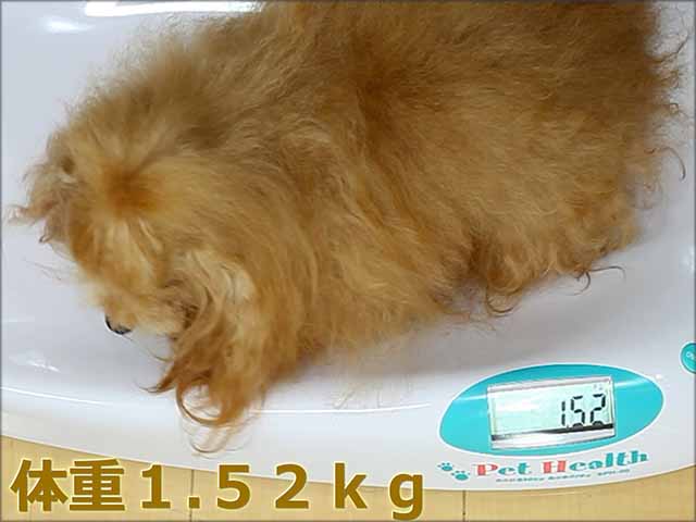 【パパ犬紹介映像】マイクロティーカッププードル確定犬/マローン