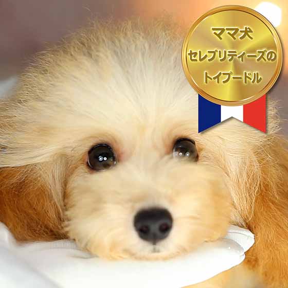 マイクロティーカッププードル / アプリコット / 成犬 / メス / ディオール