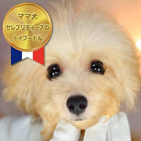 マイクロティーカッププードル / アプリコット / 成犬 / メス / ディオール