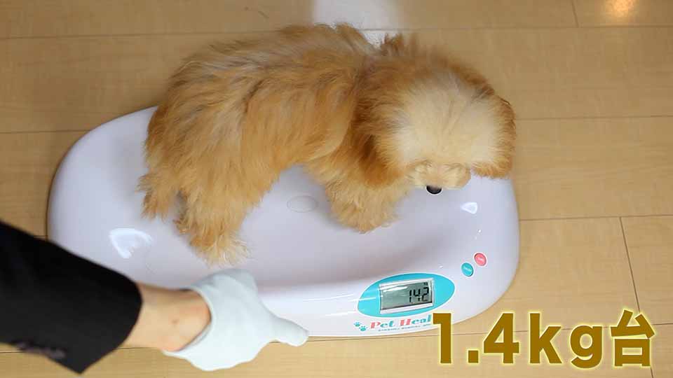 体重測定する場面を実際に撮影して、ママ犬【ディオール】が体重１.４ｋｇ台のマイクロティーカッププードル確定犬である事を証明する為に、その様子を写した映像を公開しています。画像のリンク先では体重測定する様子を写した動画が視聴出来ます。