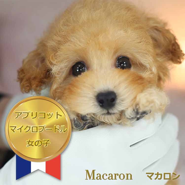 マイクロティーカッププードル / アプリコット / 子犬 / 女の子 / 誕生日2020年11月12日