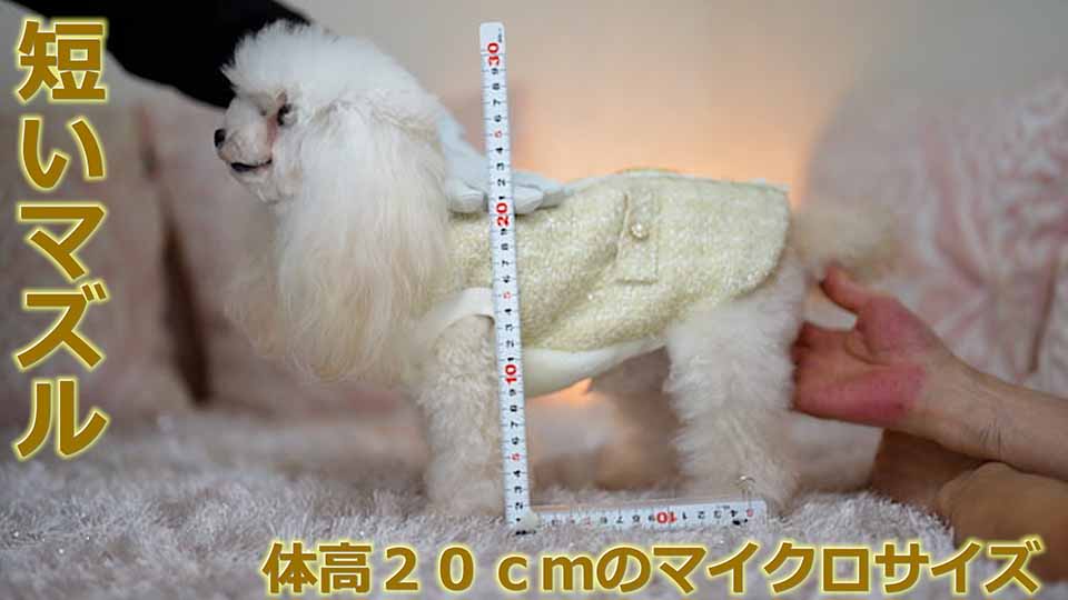体高を測定する場面を実際に撮影して、ママ犬【ヴィーナス】が体高２０ｃｍのマイクロティーカッププードル確定犬である事を証明する為に、その様子を写した映像を公開しています。画像のリンク先では体高を測定する様子を写した動画が視聴出来ます。