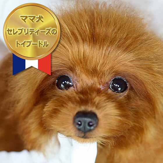 マイクロティーカッププードル / レッド / 成犬 / メス / アリシア