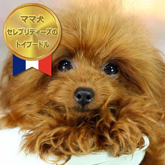 マイクロティーカッププードル / レッド / 成犬 / メス / アリシア