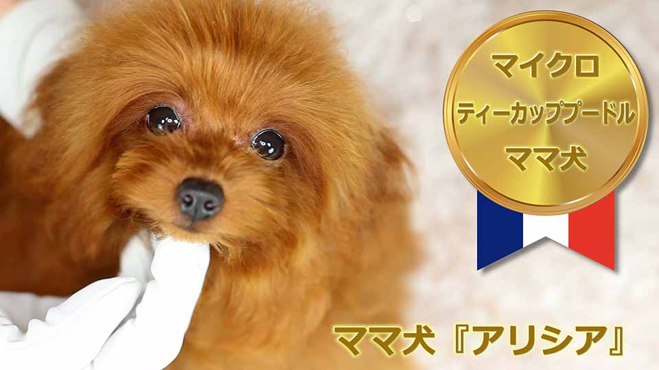 マイクロティーカッププードル / レッド / 成犬 / メス / アリシア