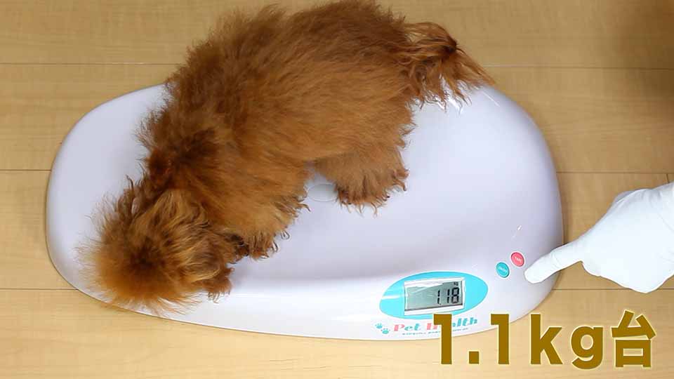 体重測定する場面を実際に撮影して、ママ犬【アリシア】が体重１.１ｋｇ台のマイクロティーカッププードル確定犬である事を証明する為に、その様子を写した映像を公開しています。画像のリンク先では体重測定する様子を写した動画が視聴出来ます。