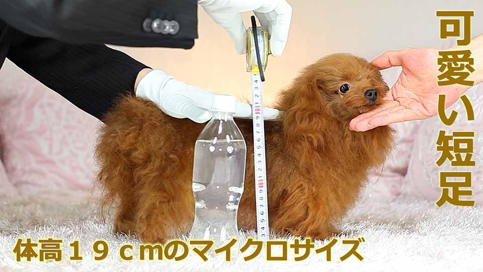 体高を測定する場面を実際に撮影して、ママ犬【パリス】が体高１９ｃｍのマイクロティーカッププードル確定犬である事を証明する為に、その様子を写した映像を動画で公開しています。