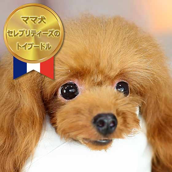 マイクロティーカッププードル / レッド / 成犬 / メス / パリス