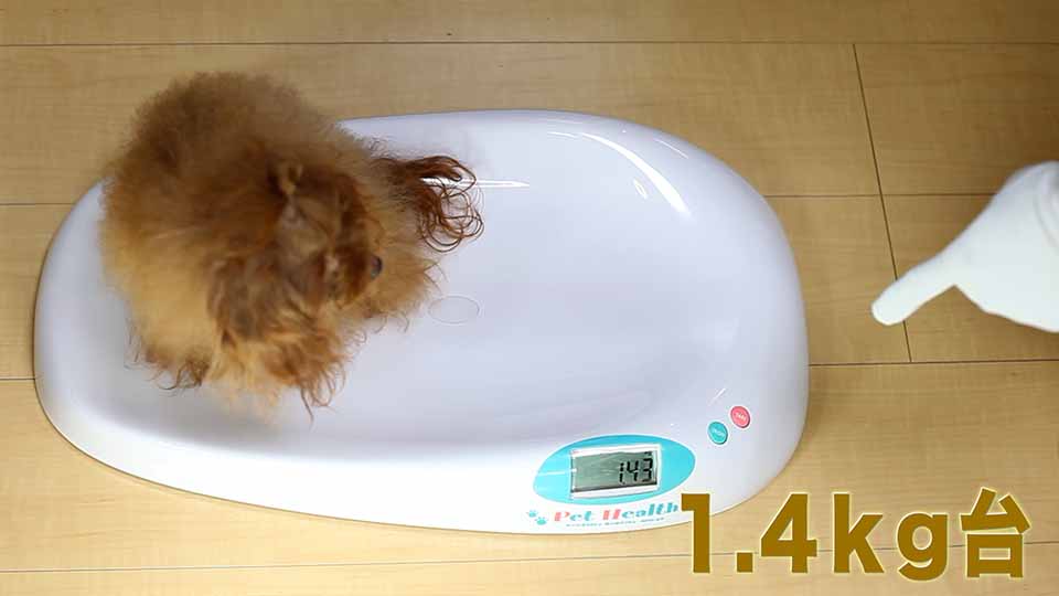 体重測定する場面を実際に撮影して、ママ犬【ティファニー】が体重１.４ｋｇ台のマイクロティーカッププードル確定犬である事を証明する為に、その様子を写した映像を動画で公開しています。