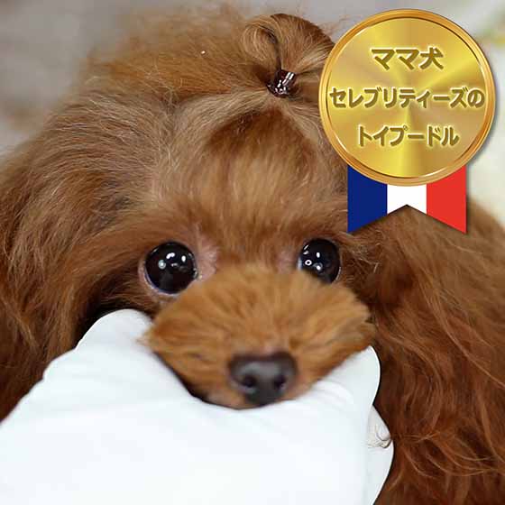 マイクロティーカッププードル / レッド / 成犬 / メス / ティファニー