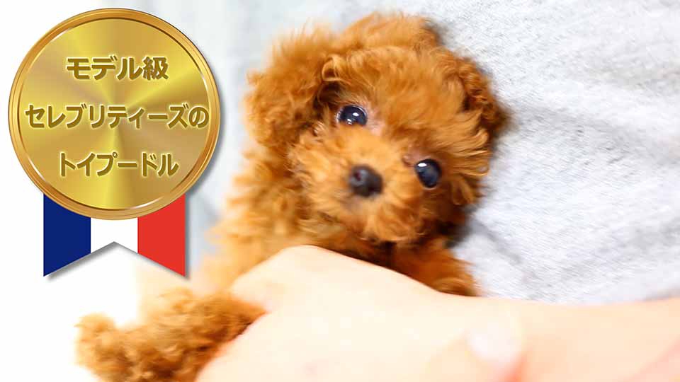 マイクロティーカッププードル / レッド / 子犬 / 女の子 / 誕生日2014年05月10日-1