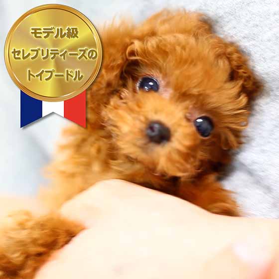 マイクロティーカッププードル / レッド / 子犬 / 女の子 / 誕生日2014年05月10日-1
