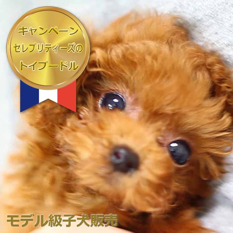 マイクロティーカッププードル / レッド / 子犬 / 女の子 / 誕生日2014年05月10日-1