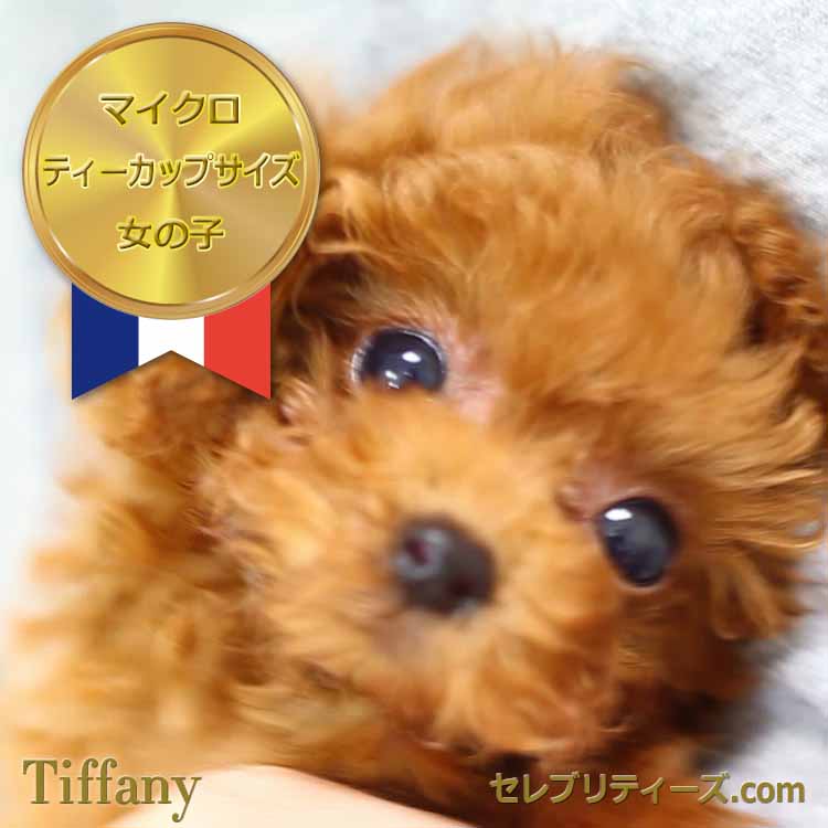 こちらの子犬は2歳を迎えた成犬時に体重1.3kg、体高20cmのマイクロティーカップサイズに確定した事を確認していますので、子犬映像のalt属性やその他表記では本来なら【マイクロティーカップサイズ予想】と表示すべき所を【マイクロティーカップサイズに確定した事を確認済み】又は【マイクロティーカップサイズ】等の表示を行っております。