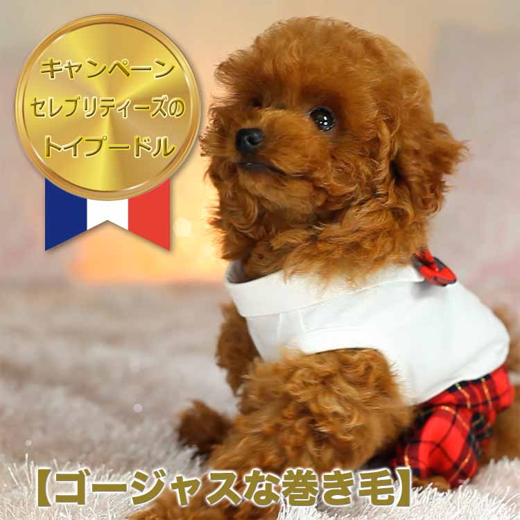 マイクロティーカッププードル / レッド / 子犬 / 女の子 / 誕生日2019年04月26日