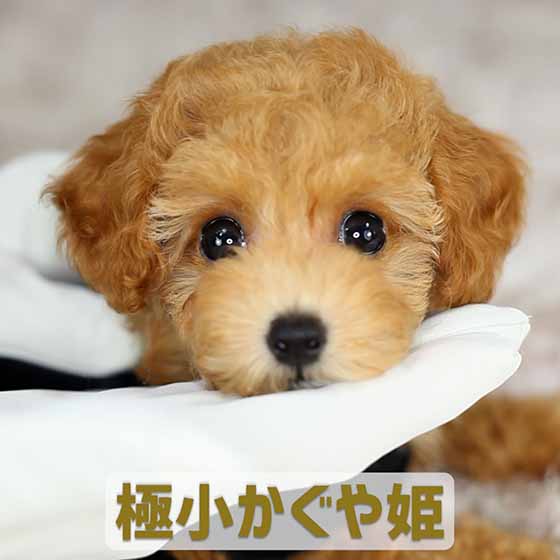 マイクロティーカッププードル / レッド / 子犬 / 女の子 / 誕生日2021年07月09日-1