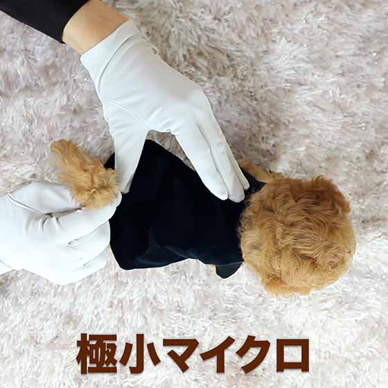 マイクロティーカッププードル / レッド / 子犬 / 女の子 / 誕生日2021年07月09日-1