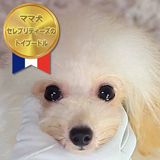 マイクロティーカッププードル / ホワイト / 成犬 / メス / ミルク