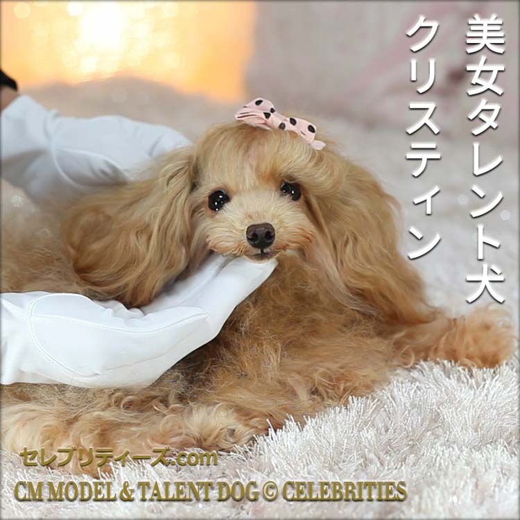 トイプードル ＣＭモデル犬＆タレント犬【クリスティン】　美女タレント犬　クリスティン　CM MODEL & TALENT DOG &copy; CELEBRITIES　セレブリティーズ.com