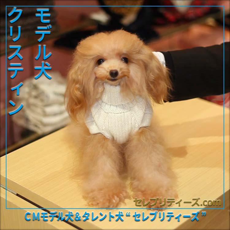 トイプードル ＣＭモデル犬＆タレント犬【クリスティン】　モデル犬　クリスティン　ＣＭモデル犬＆タレント犬&ldquo;セレブリティーズ&rdquo;　セレブリティーズ.com
