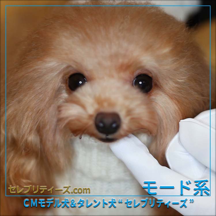 トイプードル ＣＭモデル犬＆タレント犬【クリスティン】　モード系　ＣＭモデル犬＆タレント犬&ldquo;セレブリティーズ&rdquo;　セレブリティーズ.com